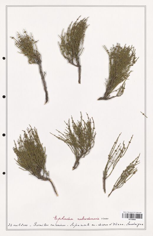 Ephedra nebrodensis  (Ephedraceae)