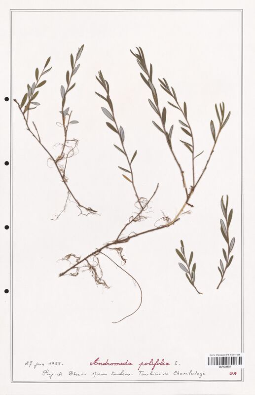 Andromeda polifolia  (Ericaceae)