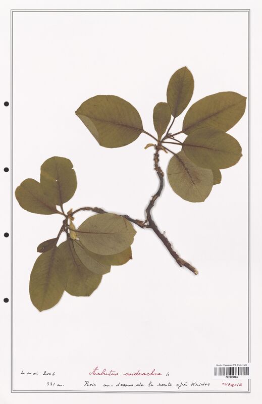 Arbutus androchne  (Ericaceae)