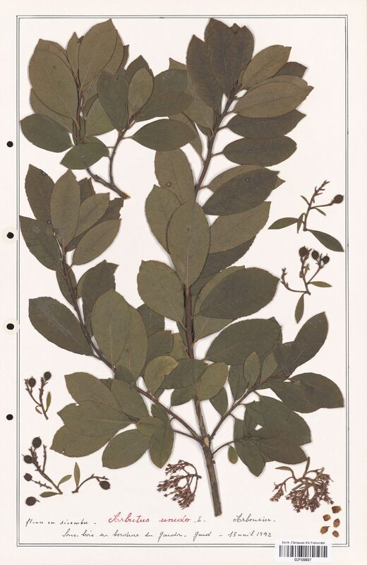 Arbutus unedo  (Ericaceae)