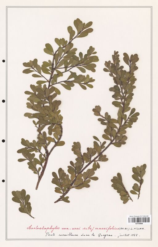 Arctostaphylos uva_ursi  (Ericaceae)