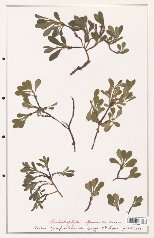 Arctostaphylos alpinus  (Ericaceae)