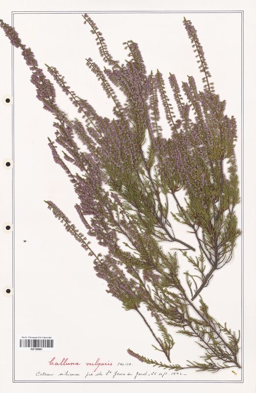 Calluna vulgaris  (Ericaceae)