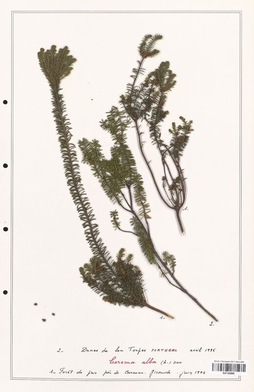 Corema alba  (Ericaceae)