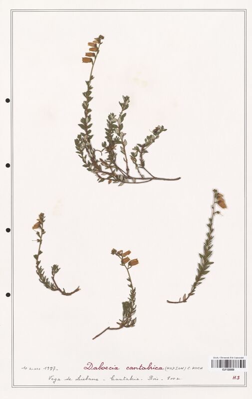 Daboecia cantabrica  (Ericaceae)