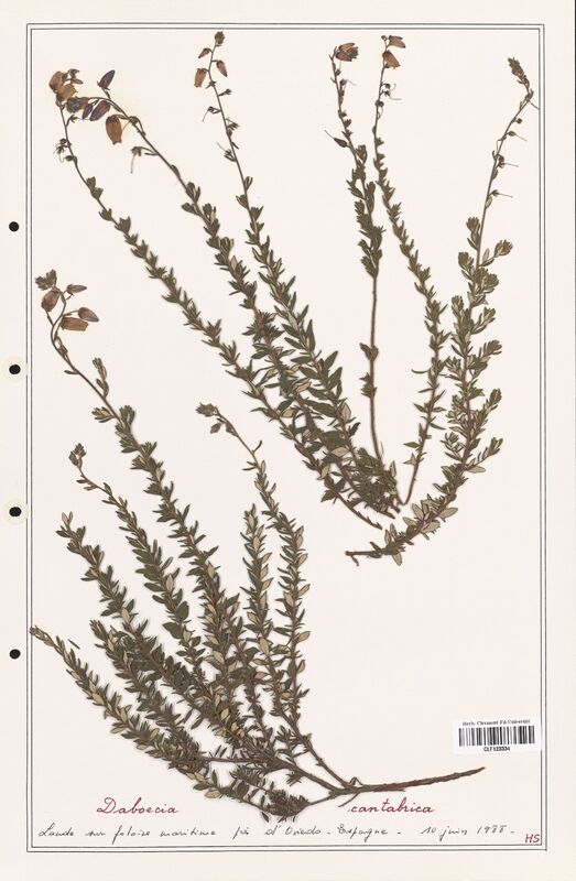 Daboecia cantabrica  (Ericaceae)