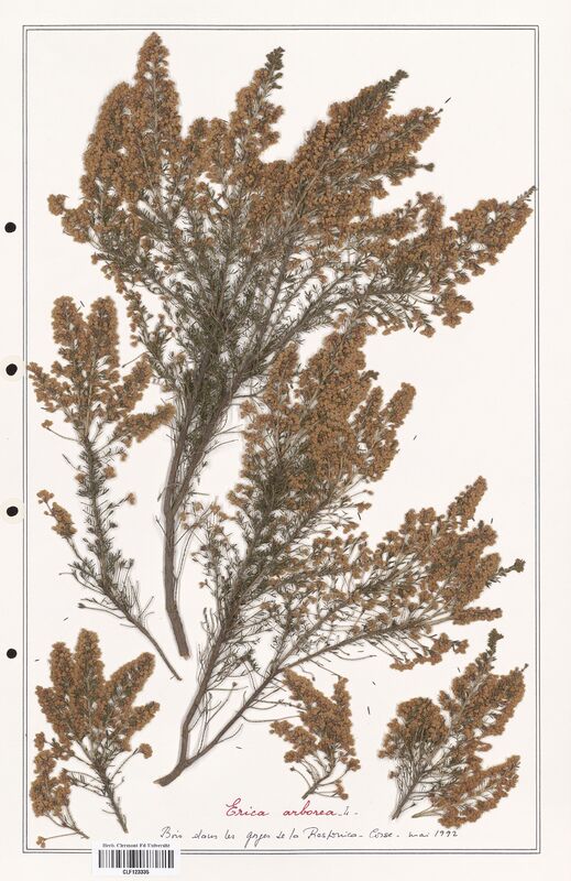 Erica arborea  (Ericaceae)