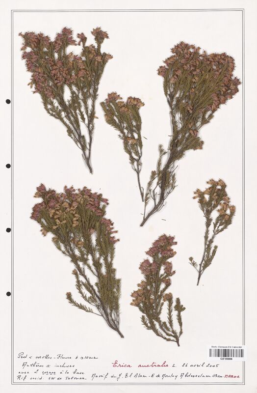 Erica australis  (Ericaceae)