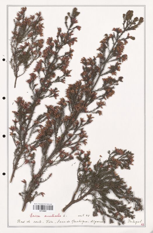 Erica australis  (Ericaceae)