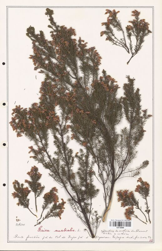 Erica australis  (Ericaceae)