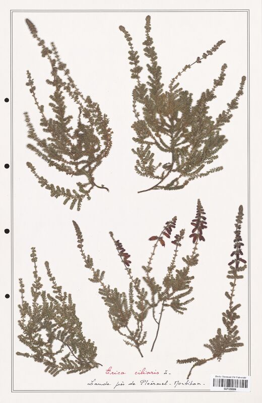 Erica ciliaris  (Ericaceae)