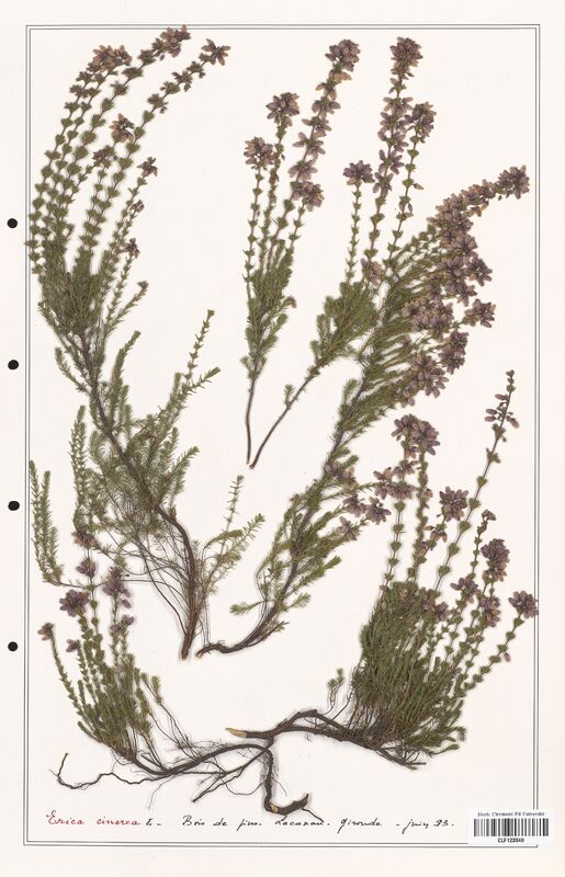 Erica cinerea  (Ericaceae)