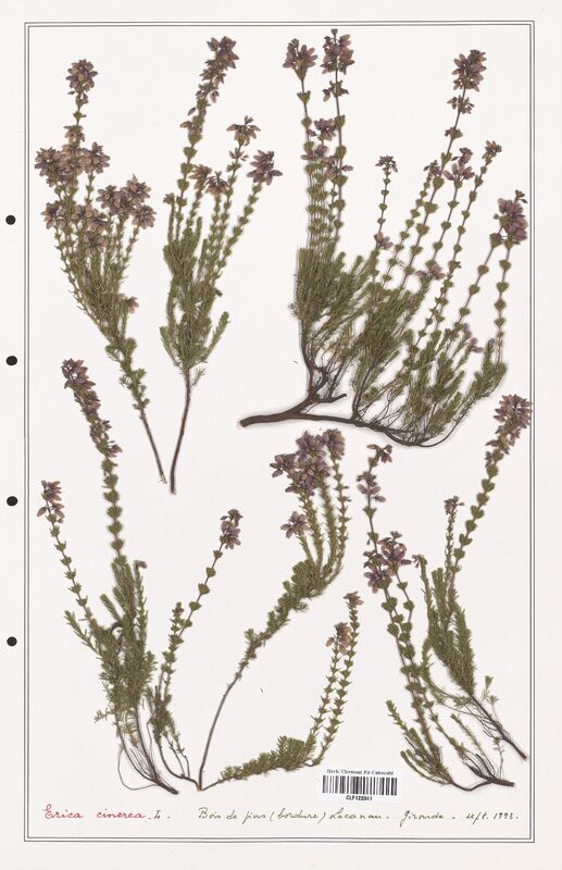 Erica cinerea  (Ericaceae)