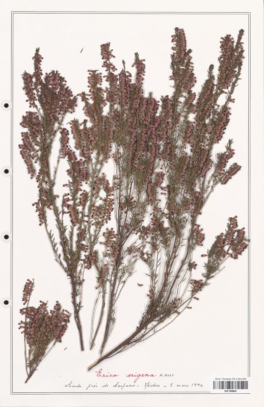 Erica erigena  (Ericaceae)