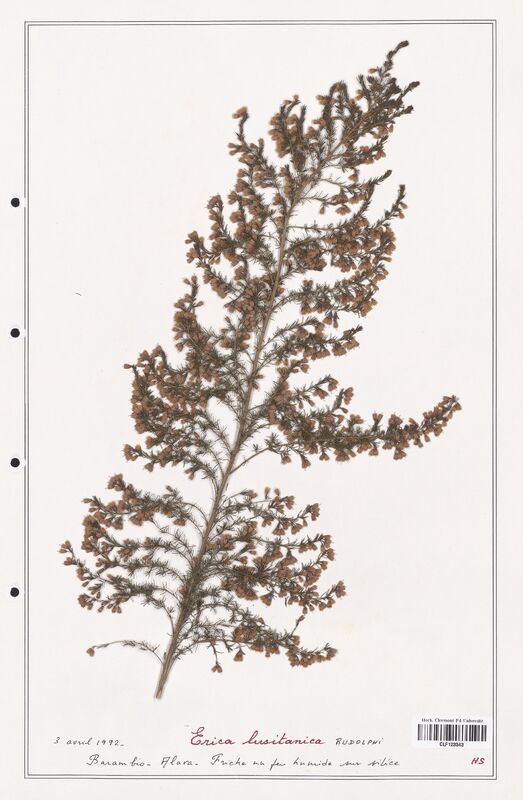 Erica lusitanica  (Ericaceae)