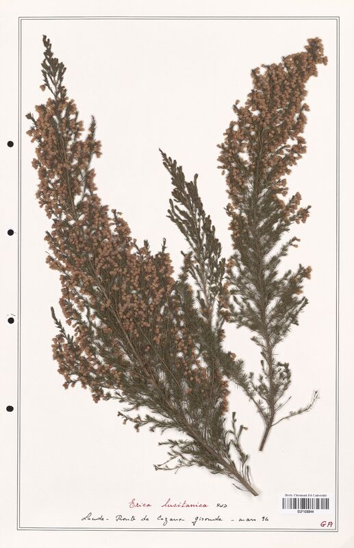 Erica lusitanica  (Ericaceae)