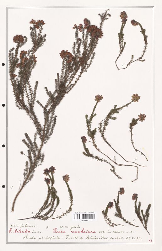 Erica mackaina  (Ericaceae)