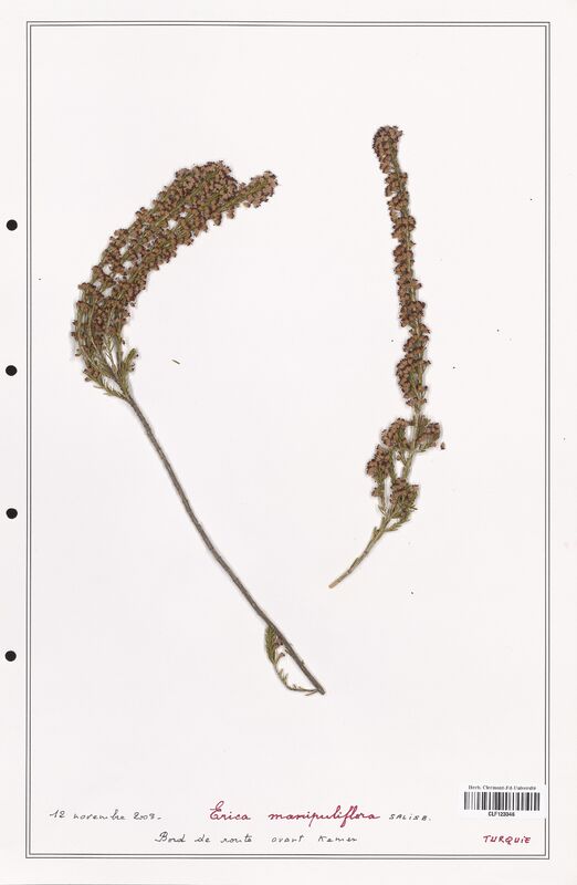 Erica manipuliflora  (Ericaceae)