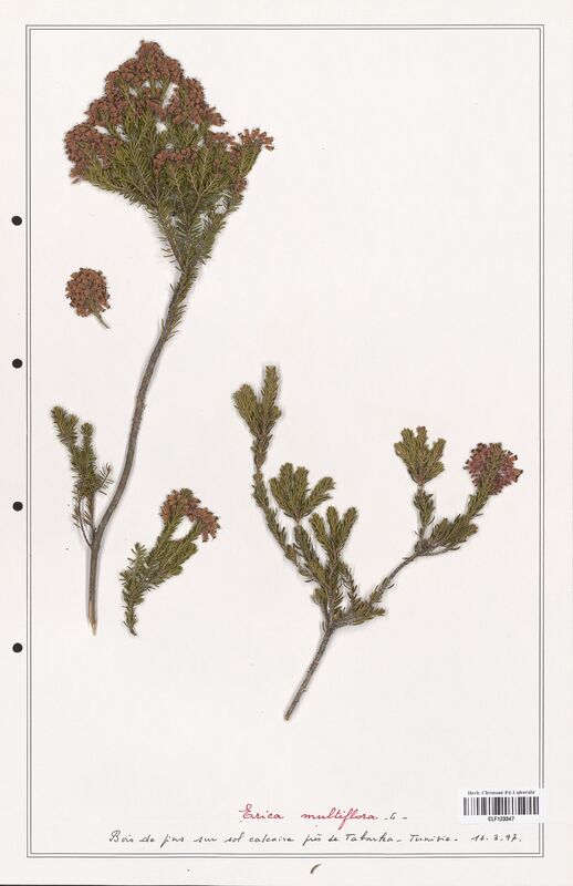 Erica multiflora  (Ericaceae)