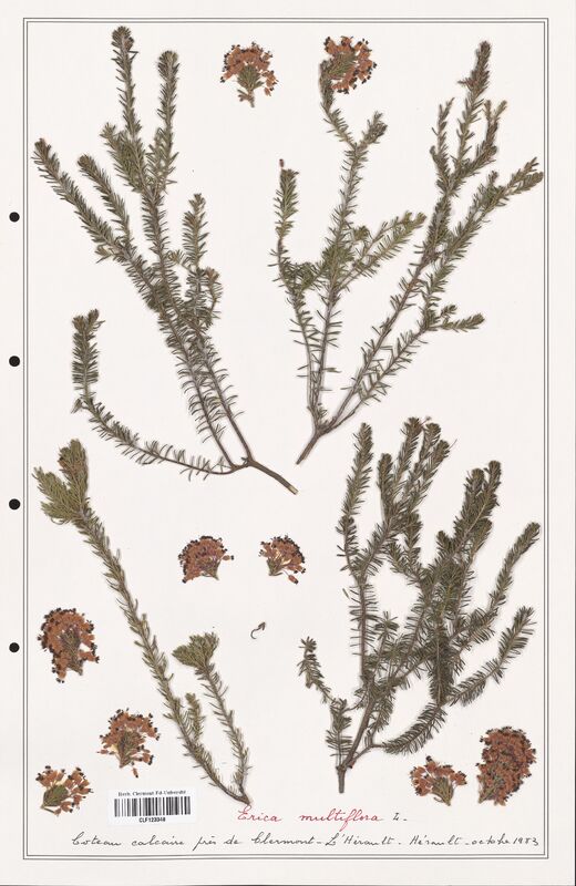 Erica multiflora  (Ericaceae)