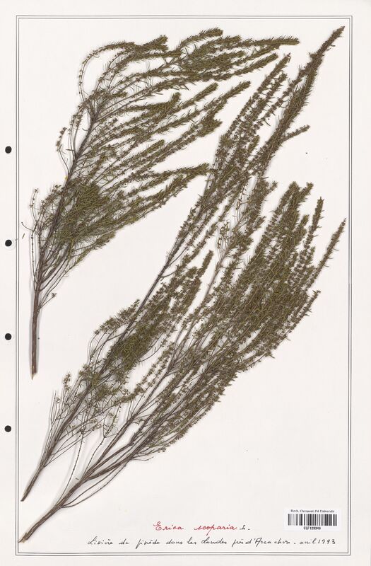 Erica scoparia  (Ericaceae)