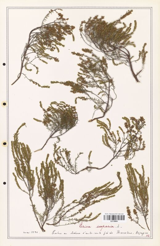 Erica scoparia  (Ericaceae)