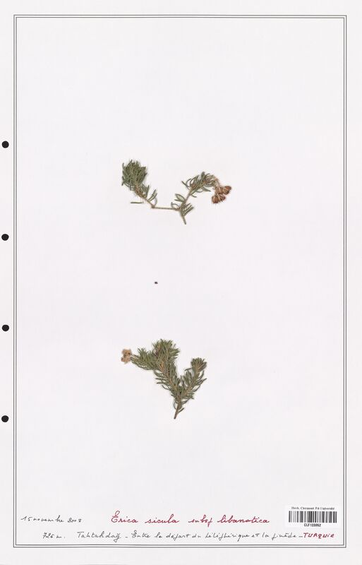 Erica sicula  (Ericaceae)