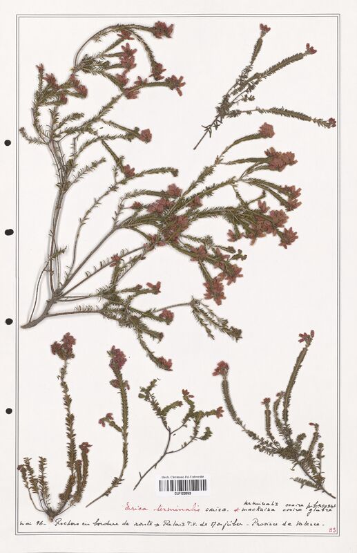 Erica terminalis  (Ericaceae)