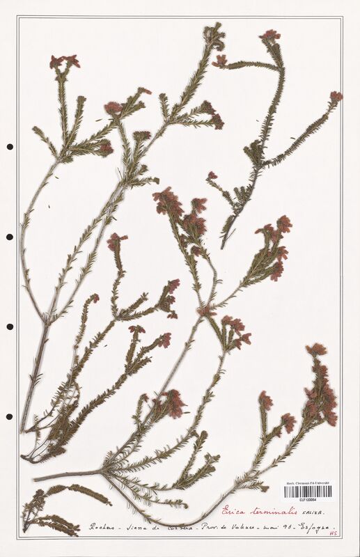 Erica terminalis  (Ericaceae)