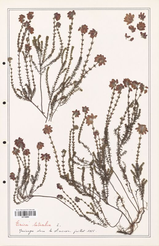 Erica tetralix  (Ericaceae)