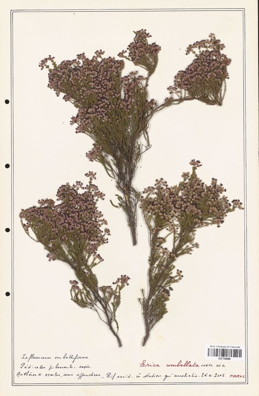 Erica umbellata  (Ericaceae)