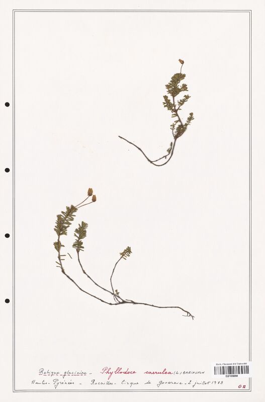 Phyllodoce caerulea  (Ericaceae)