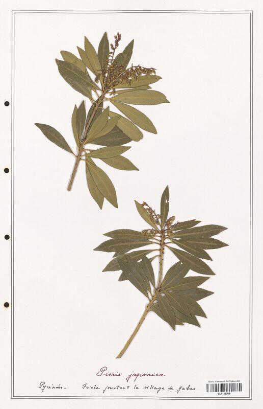 Pieris japonica  (Ericaceae)