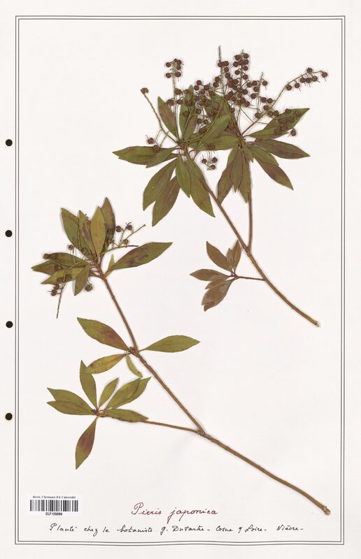 Pieris japonica  (Ericaceae)