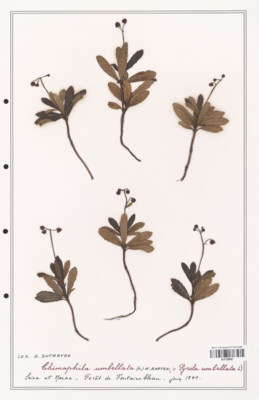 Chimaphila umbellata  (Ericaceae)