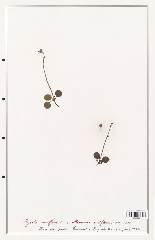 Pyrola uniflora  (Ericaceae)