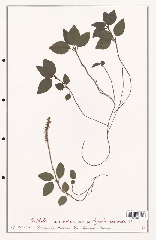 Orthilia secunda  (Ericaceae)