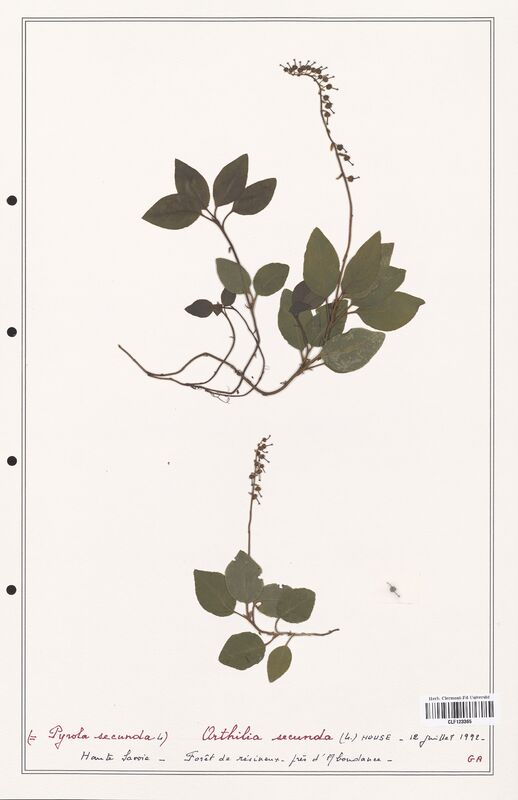 Orthilia secunda  (Ericaceae)