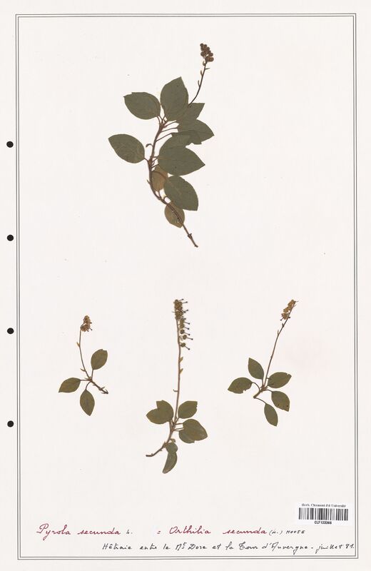 Orthilia secunda  (Ericaceae)