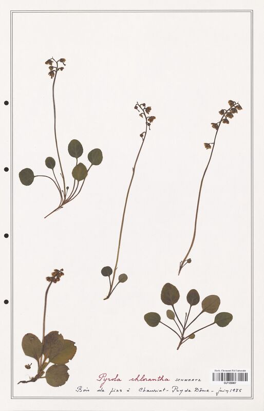 Pyrola chlorantha  (Ericaceae)