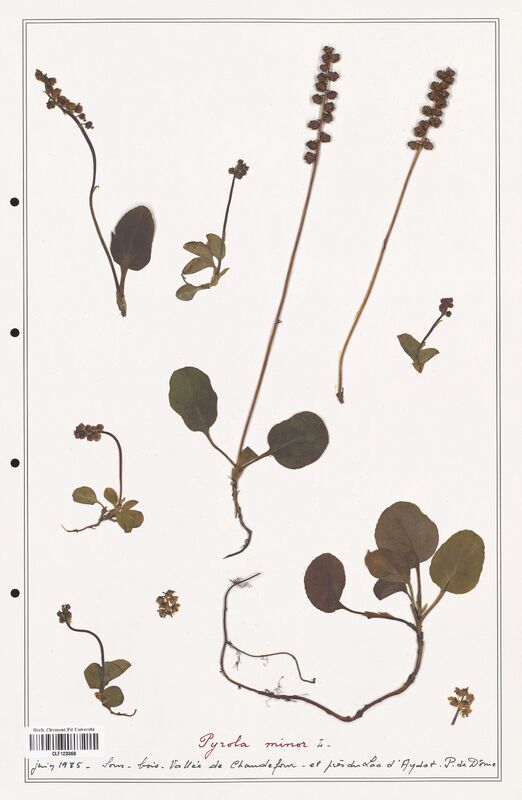 Pyrola minor  (Ericaceae)