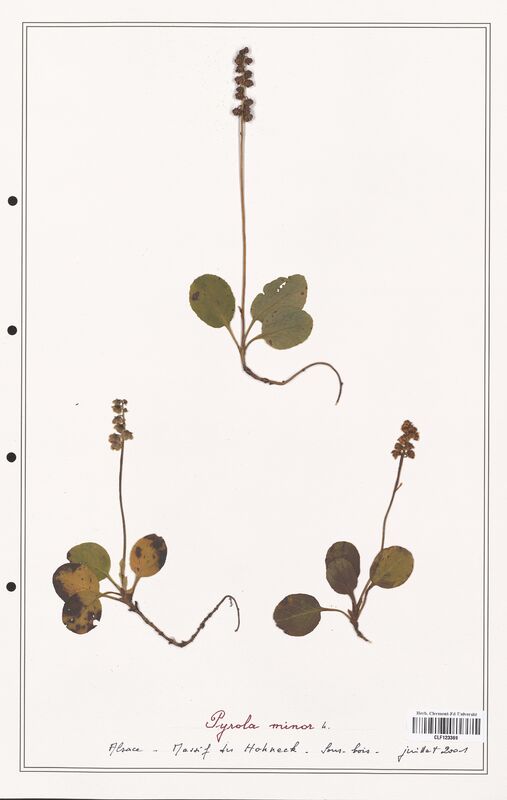 Pyrola minor  (Ericaceae)