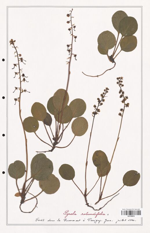 Pyrola rotundifolia  (Ericaceae)