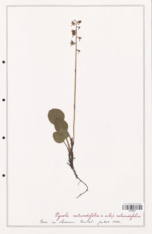 Pyrola rotundifolia  (Ericaceae)