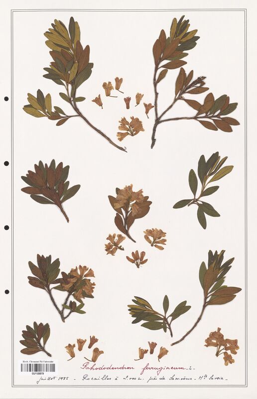 Rhododendron ferrugineum  (Ericaceae)