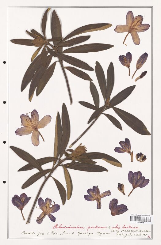 Rhododendron ponticum  (Ericaceae)