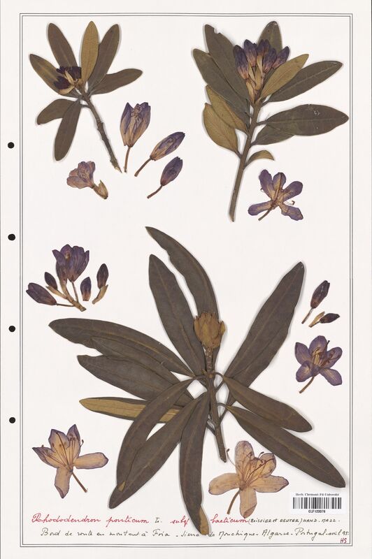 Rhododendron ponticum  (Ericaceae)