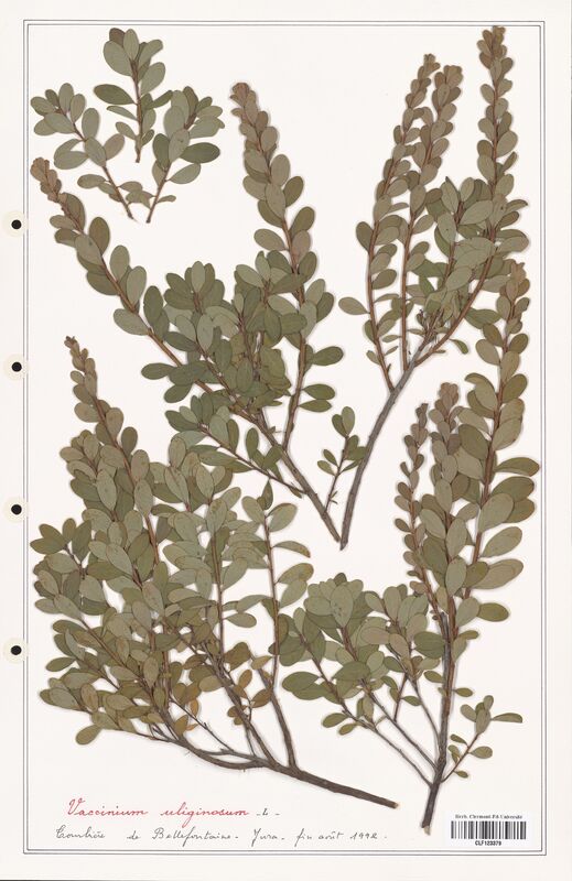 Vaccinium uliginosum  (Ericaceae)