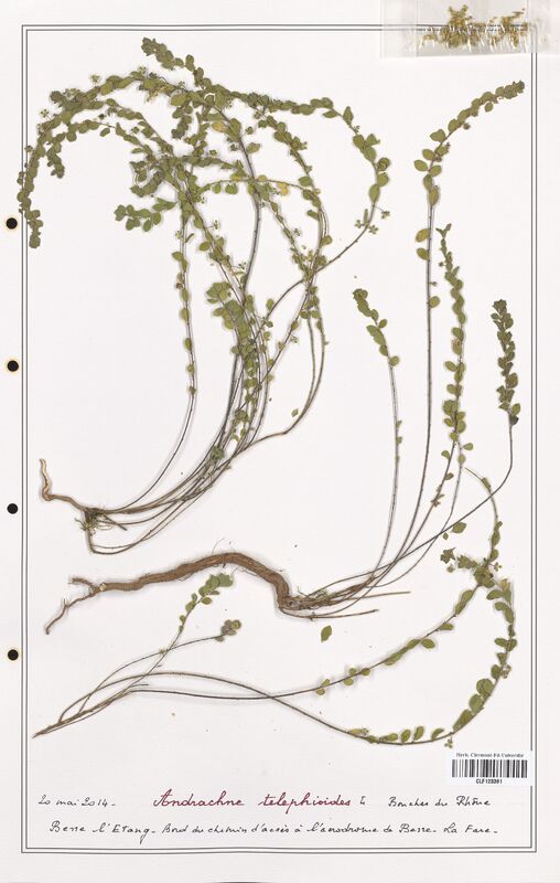 Andrachne telephioides  (Phyllanthaceae)