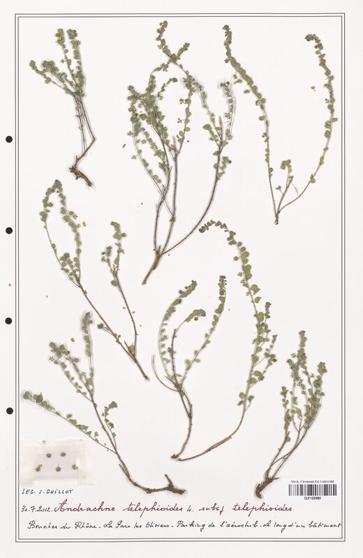 Andrachne telephioides  (Phyllanthaceae)